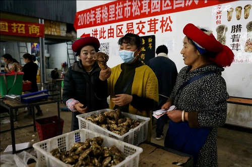 杭州铸淘网络科技有限公司,杭州淘宝代运营：我在山上捡松茸，淘宝直播卖全国