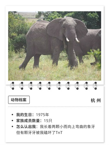 铸淘网络,铸淘电商|马云命名的非洲象“杭州”即将迎来小象宝宝，用户在手淘就能保护野生动物