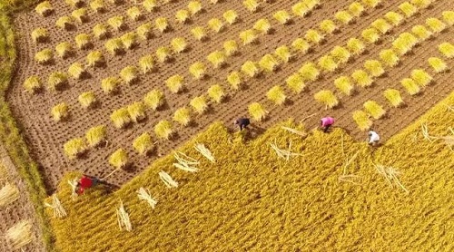 阿里晒丰收捷报：近1亿人下单成交171亿，卖出38万款农产品（三）杭州天猫代运营