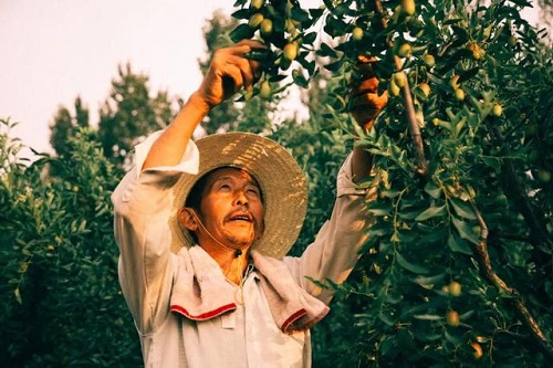 300年以上古枣树就有9000多棵，这座城就是一部中国种枣史【一】杭州天猫代运营，淘宝代运营